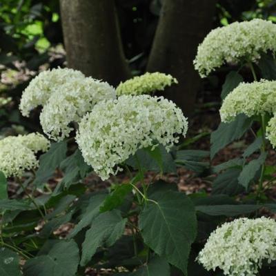 hydrangea-arborescens-annabelle