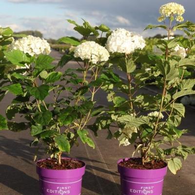 hydrangea-arborescens-flowerwow