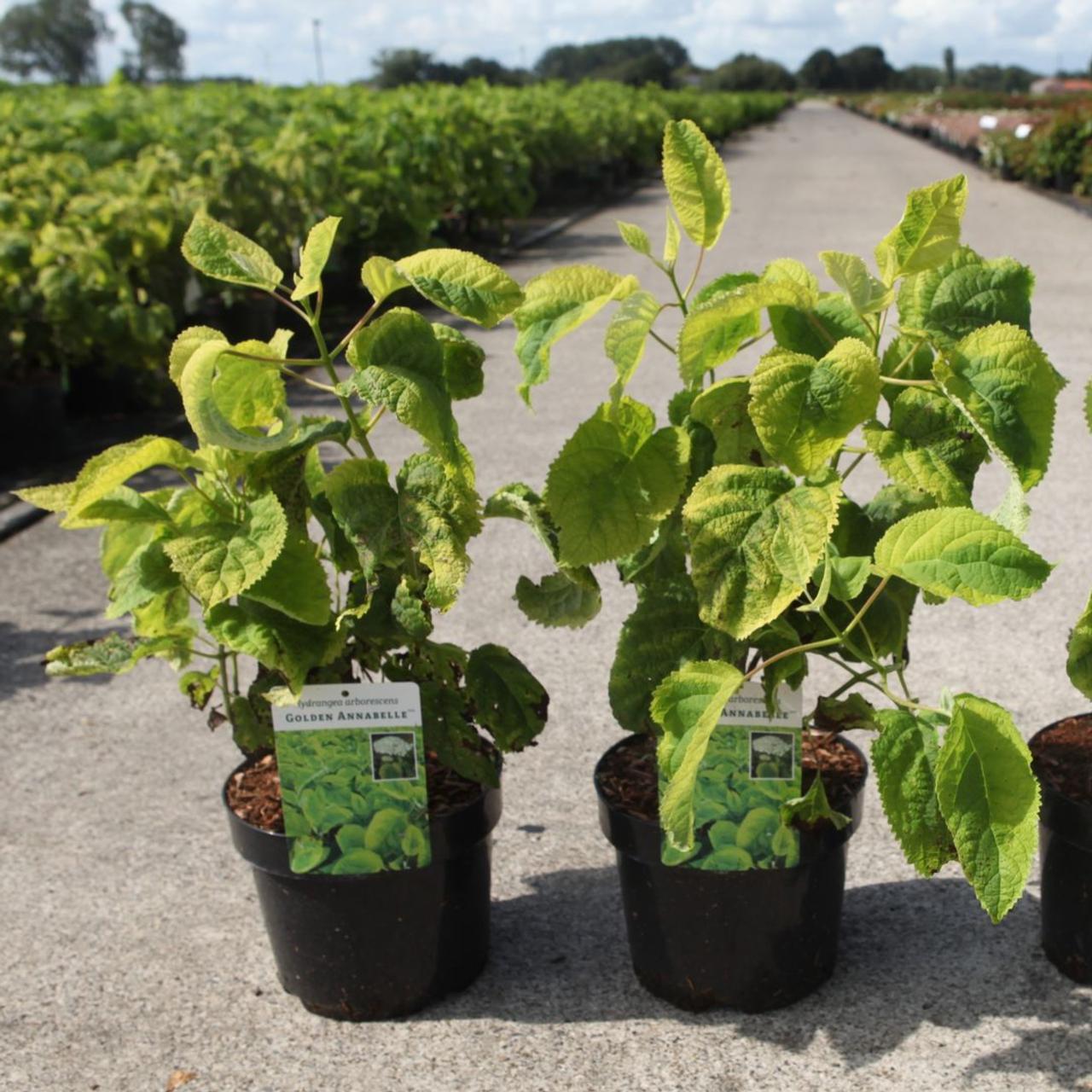 Hydrangea arborescens 'Golden Annabelle' plant