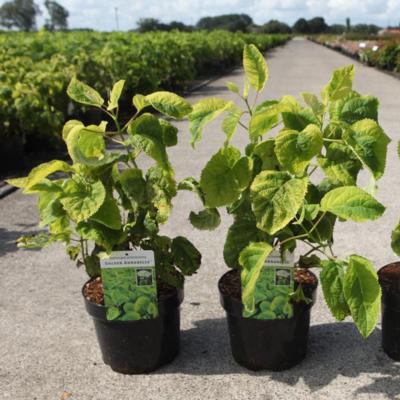 hydrangea-arborescens-golden-annabelle