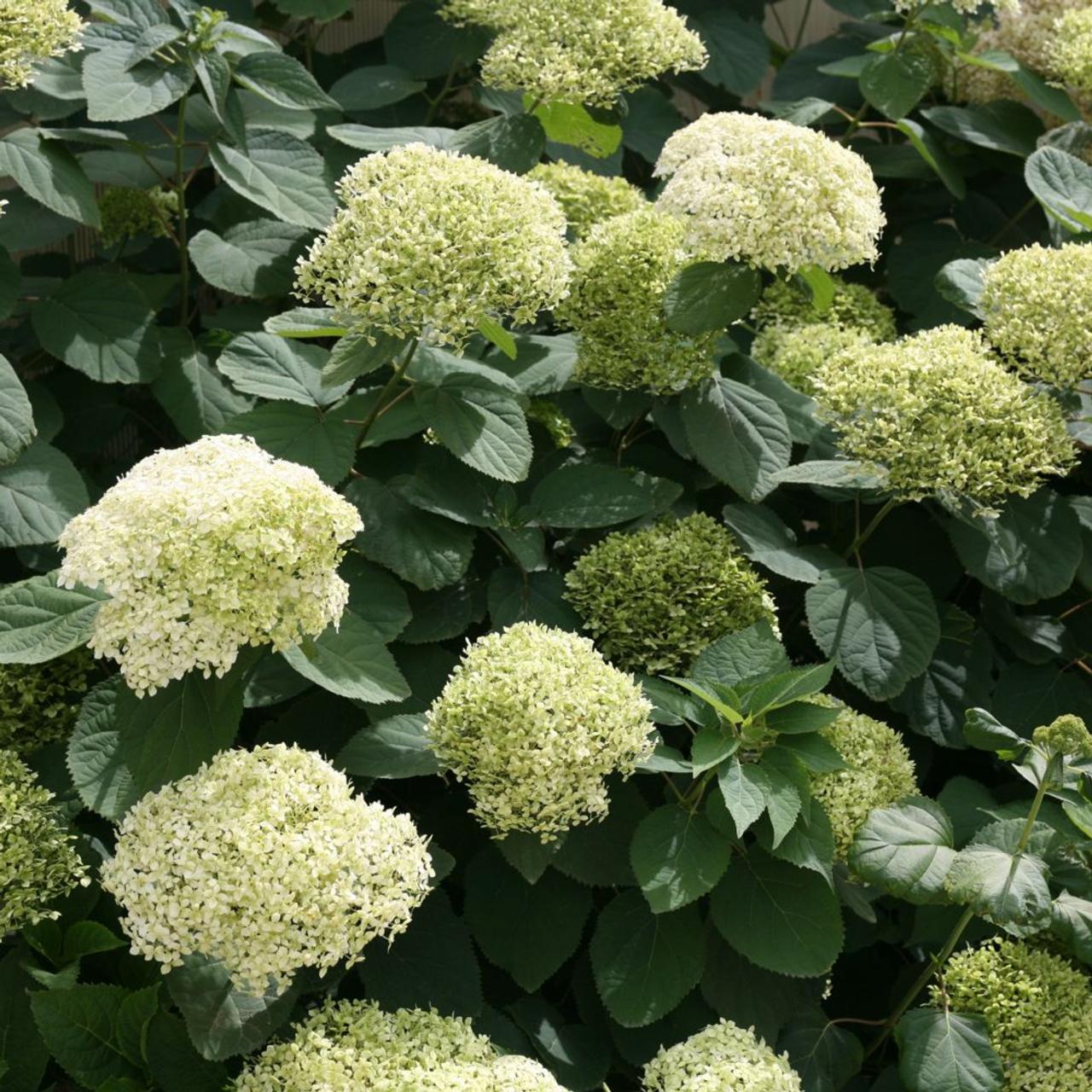 Hydrangea arborescens 'Lime Rickey' plant