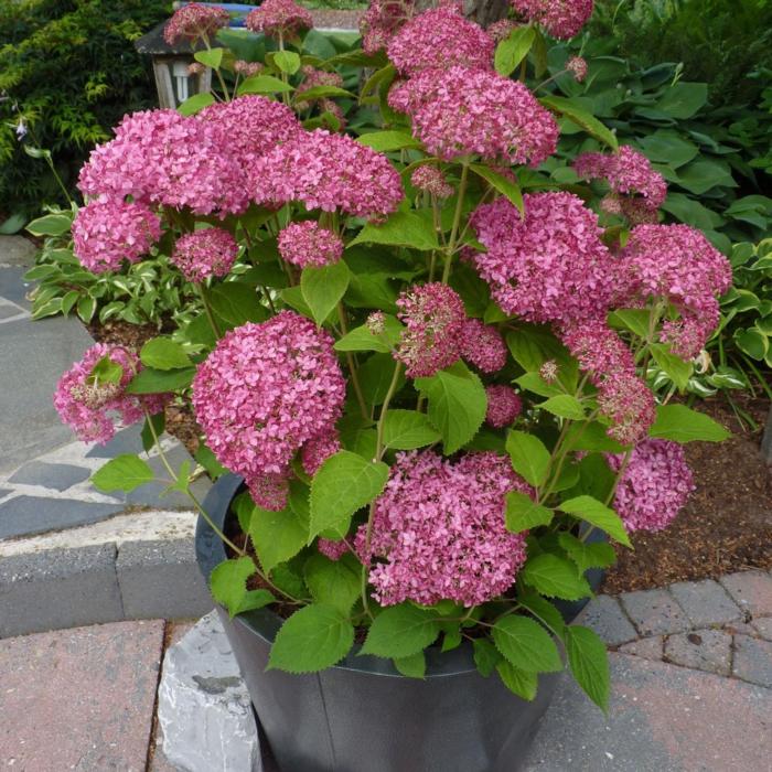 Hydrangea arborescens 'Pink Annabelle' plant