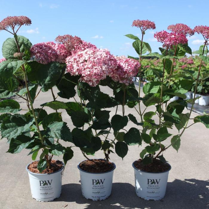 Hydrangea arborescens 'Pink Annabelle' plant