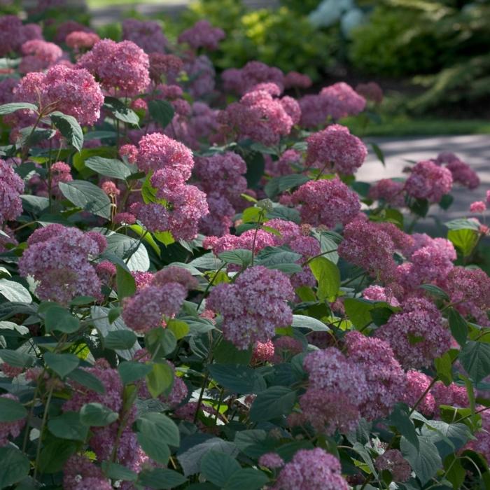 Hydrangea arborescens 'Pink Annabelle' plant