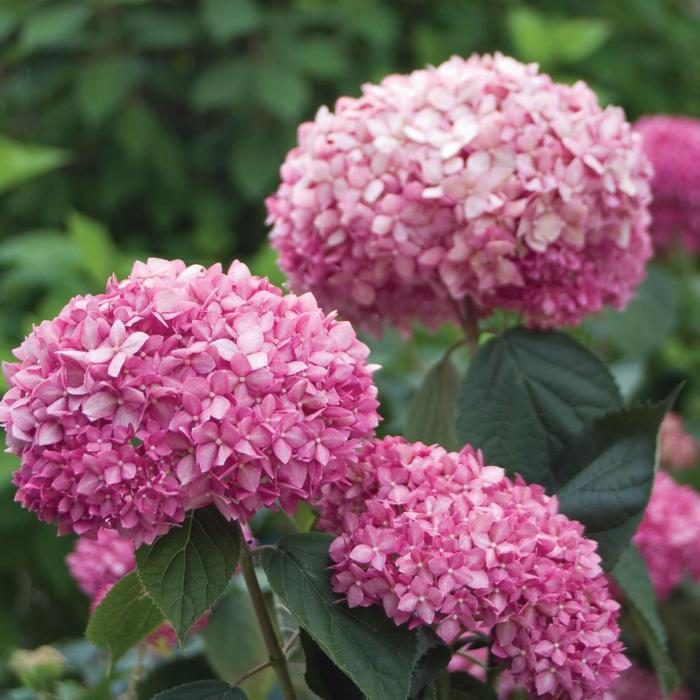 Hydrangea arborescens 'Pink Annabelle' plant