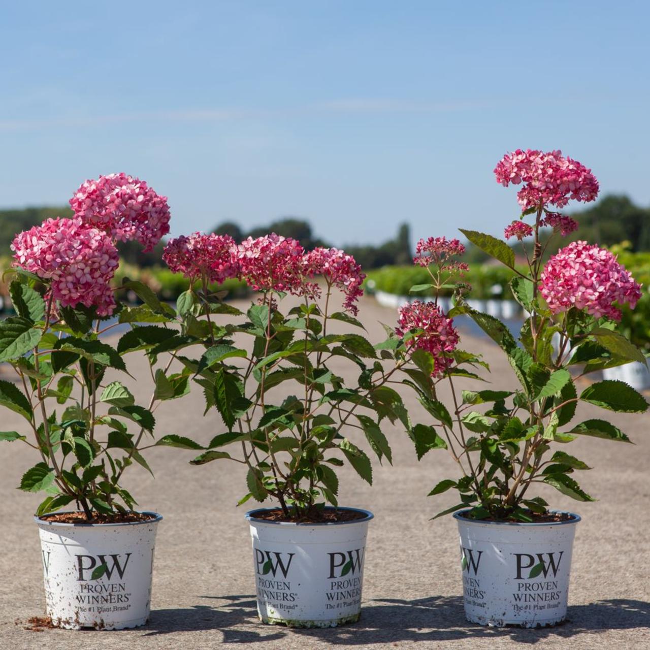 Hydrangea arborescens 'Ruby Annabelle' plant