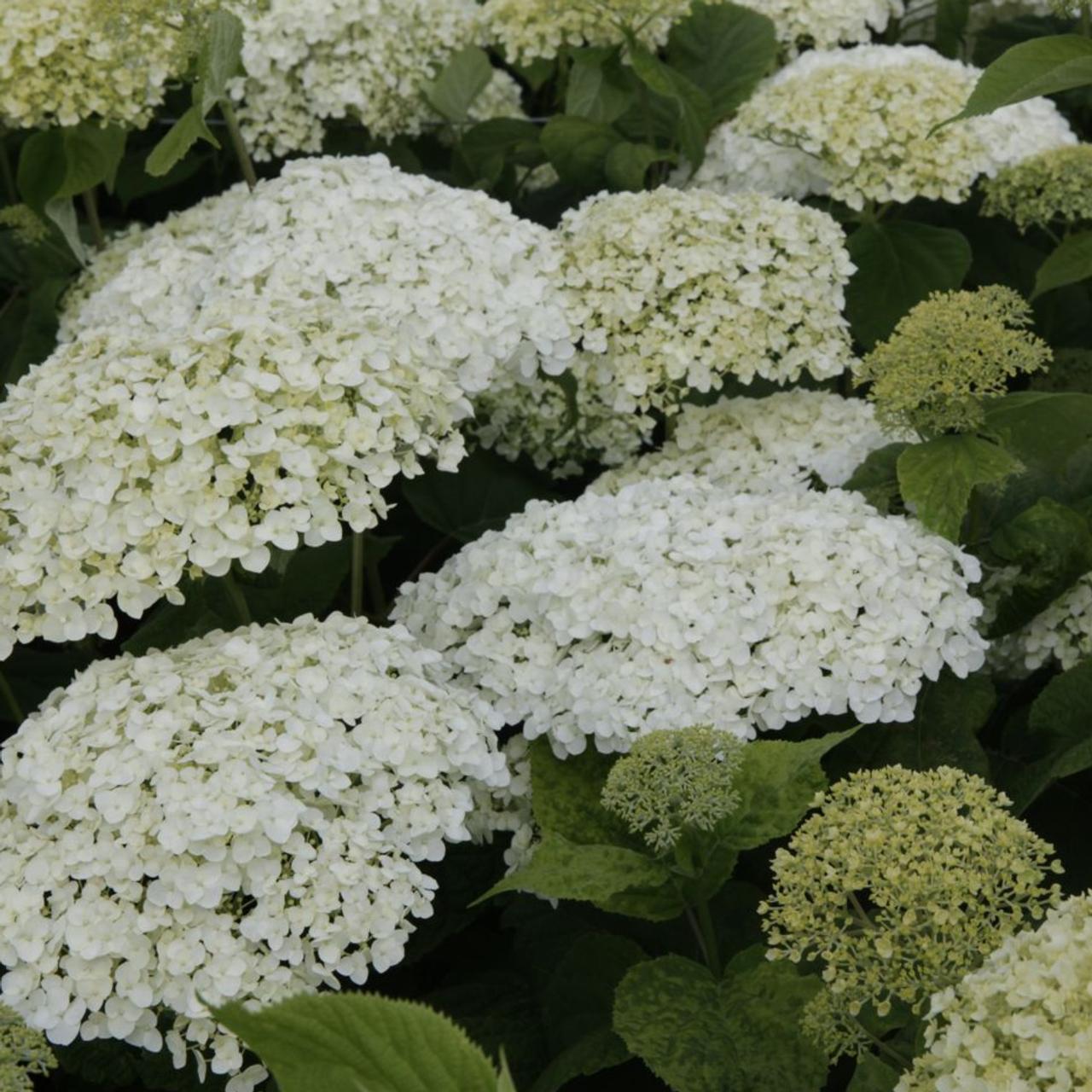 Hydrangea arborescens 'Strong Annabelle' plant