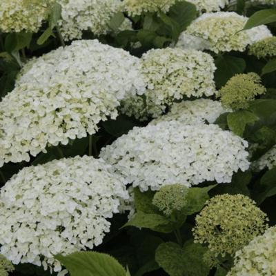 hydrangea-arborescens-strong-annabelle