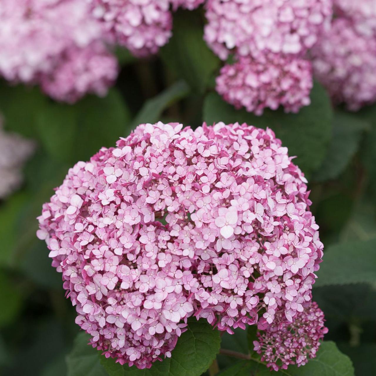 Hydrangea arborescens 'Sweet Annabelle' plant