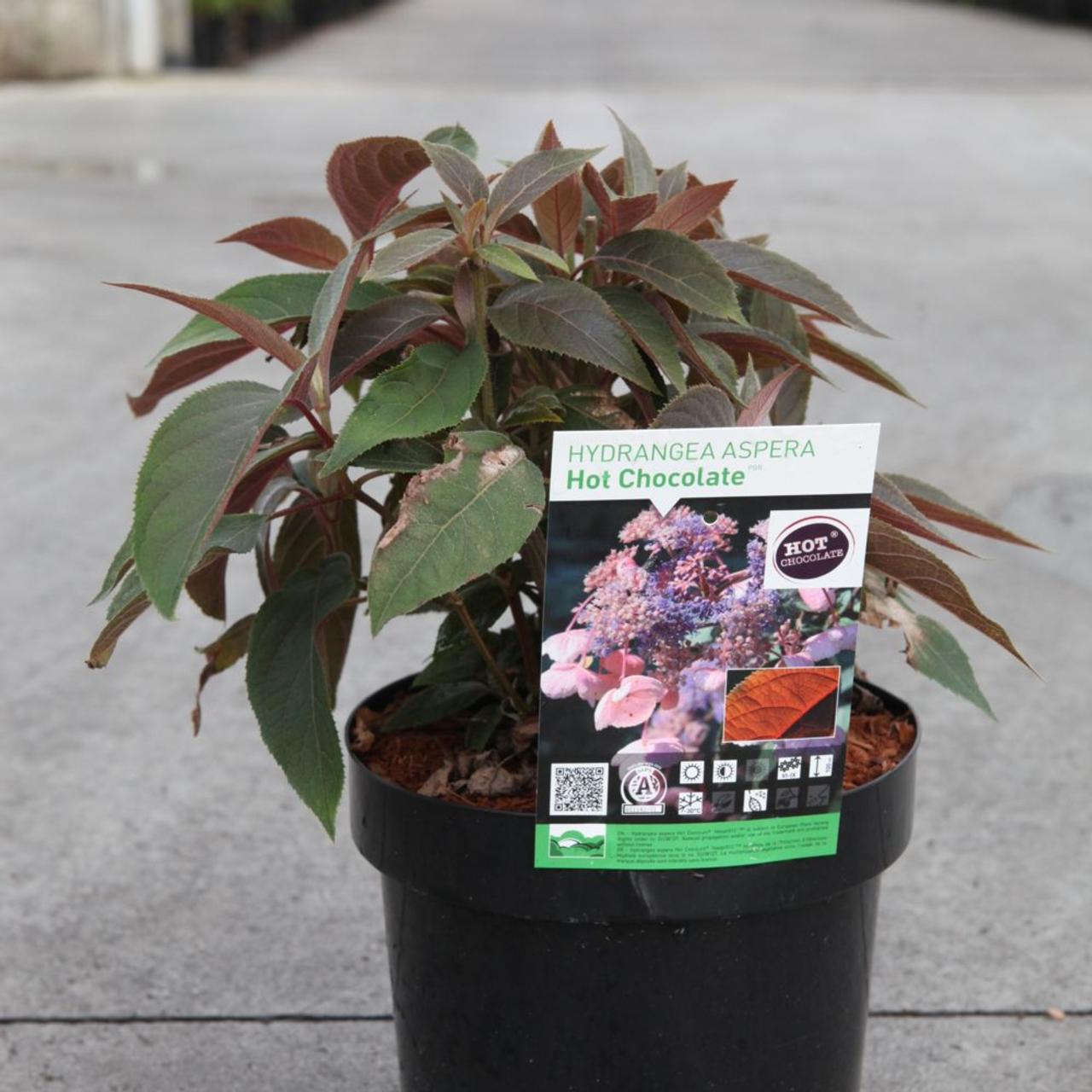 Hydrangea aspera 'Hot Chocolate' plant
