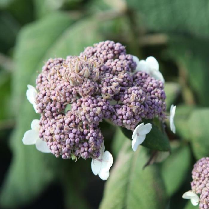 Hydrangea aspera 'Macrophylla' plant