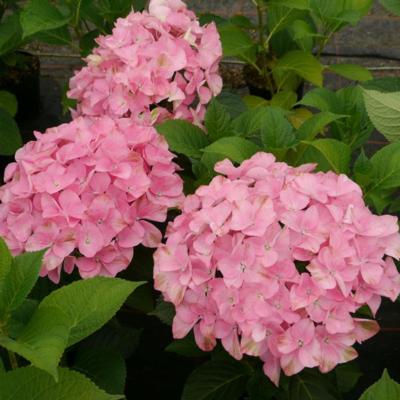 hydrangea-aspera-macrophylla