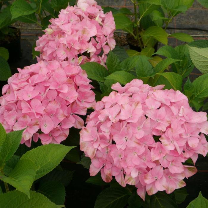 Hydrangea aspera 'Macrophylla' plant