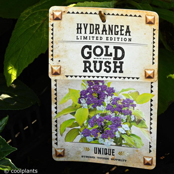 Hydrangea aspera var. sargentiana 'Goldrush' plant