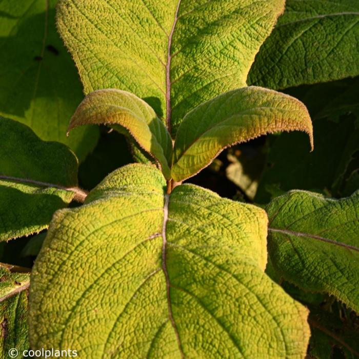 Hydrangea aspera var. sargentiana 'Goldrush' plant