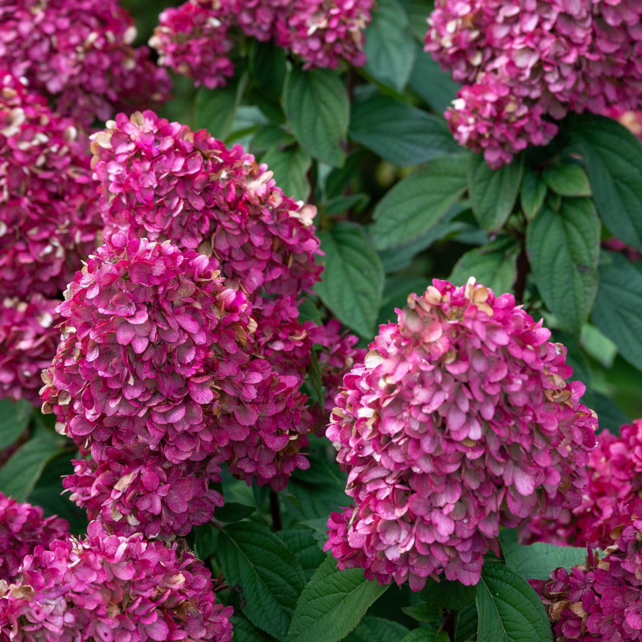 hydrangea-bloody-marie Hydrangea paniculata 'Bloody Marie' plant