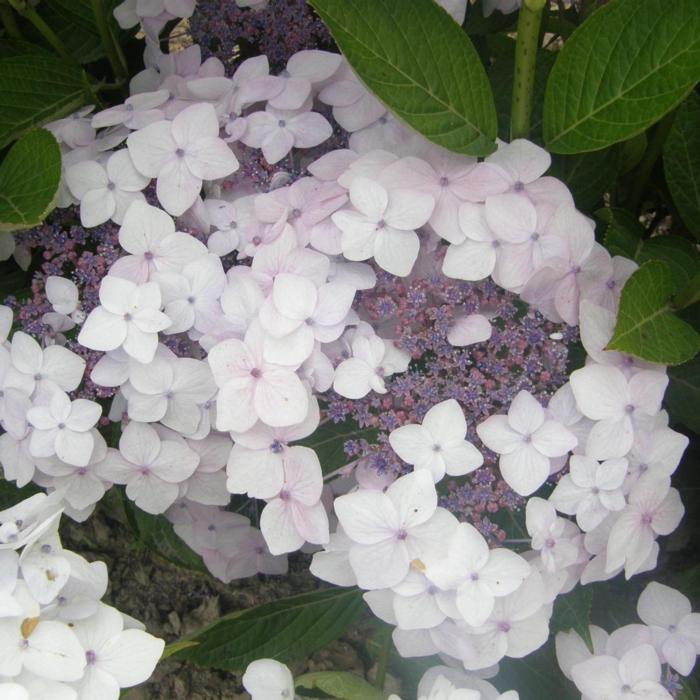 Hydrangea 'Cloudi' plant