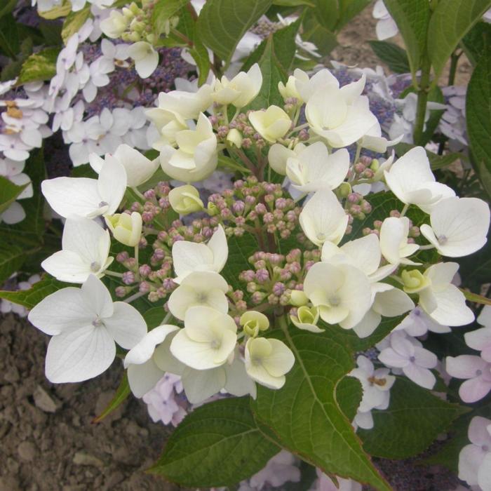 Hydrangea 'Cloudi' plant