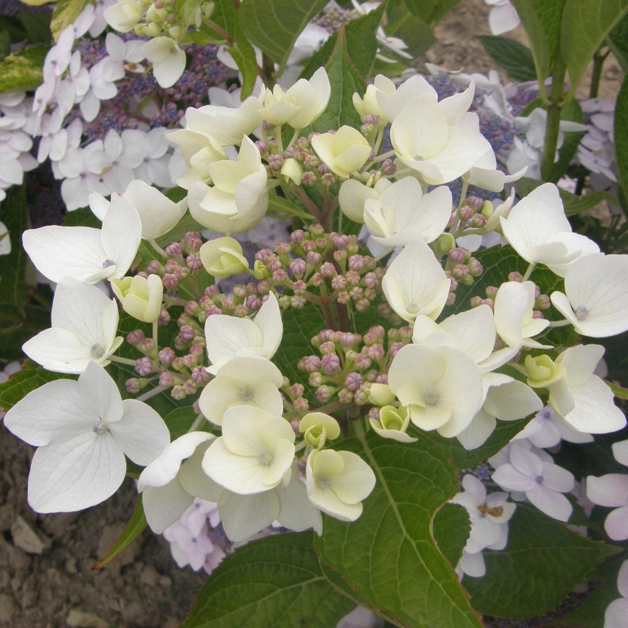 Hydrangea fauriei 'Angel Wings' plant