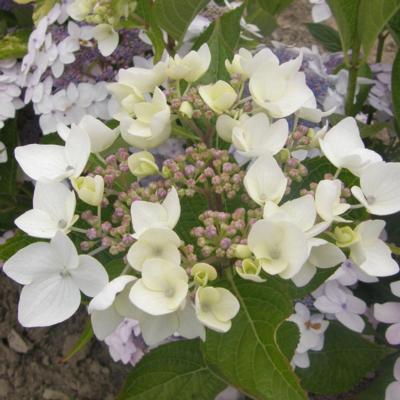 hydrangea-fauriei-angel-wings