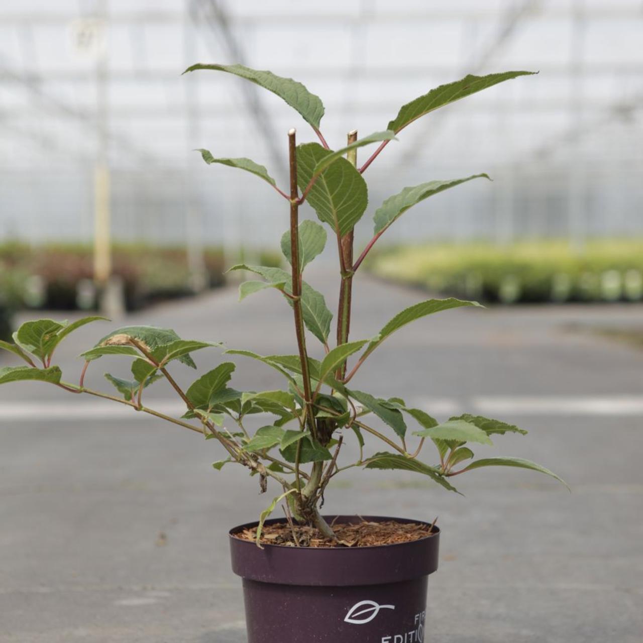 Hydrangea heterom. 'Bretschneideri' plant