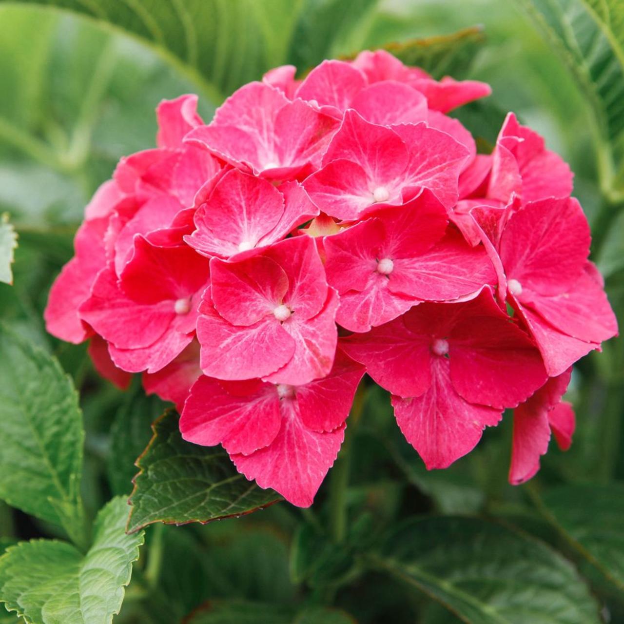 Hydrangea macr. 'Alpengluehen' plant