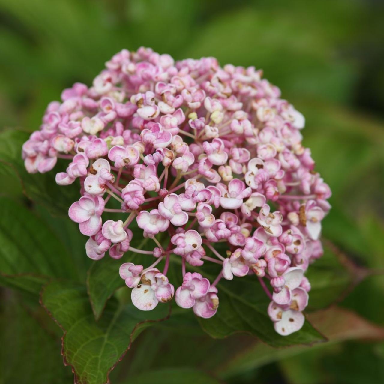 Hydrangea macr. 'Ayesha' plant