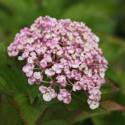 hydrangea-macr-ayesha