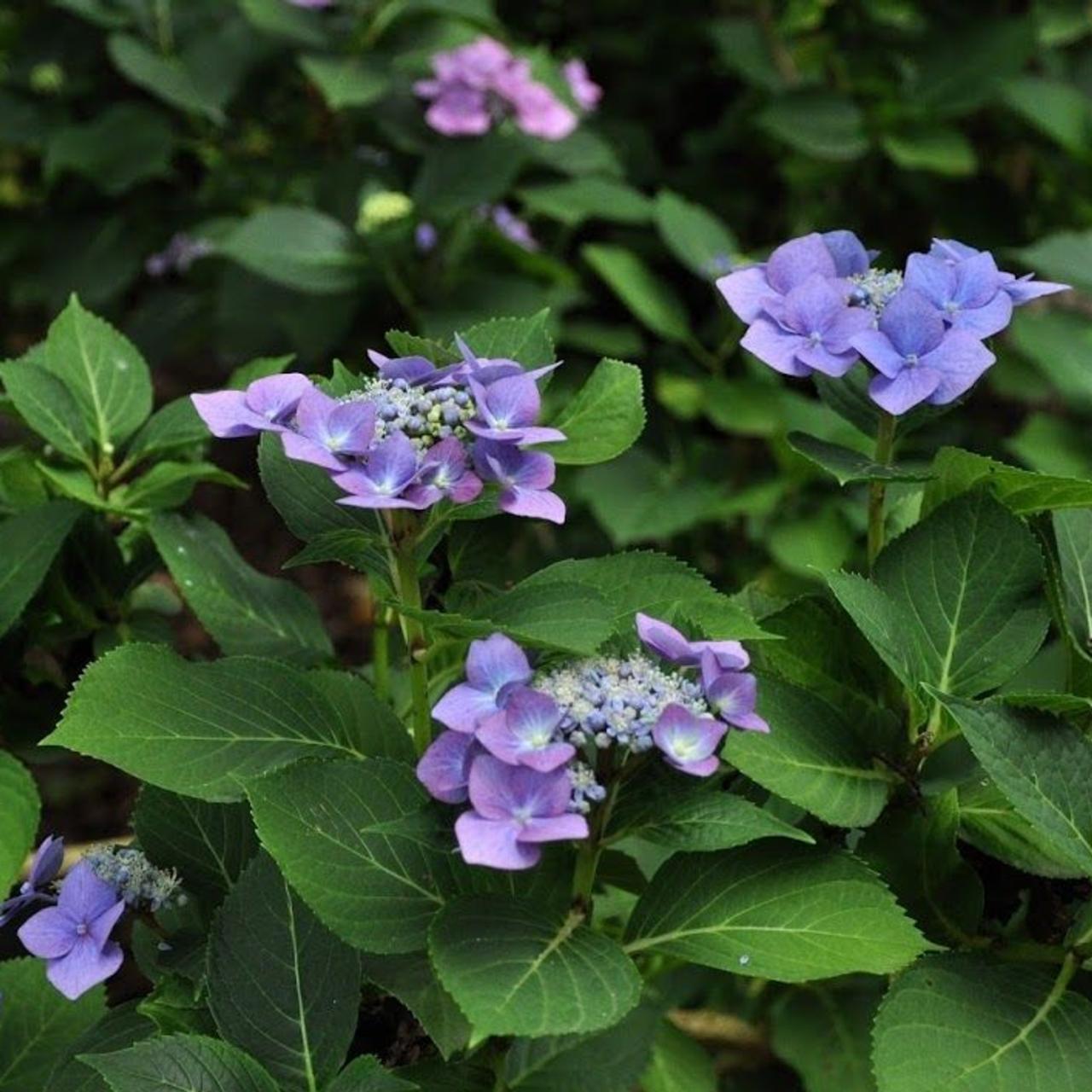 Hydrangea macr. 'Blaumeise' plant