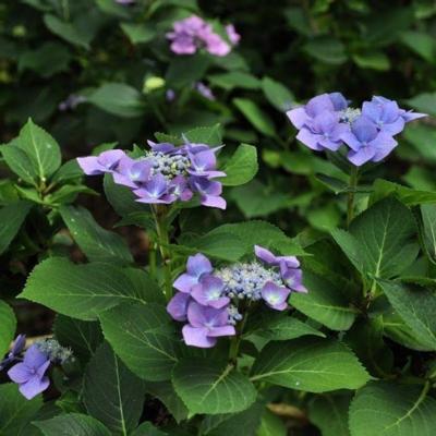 hydrangea-macr-blaumeise