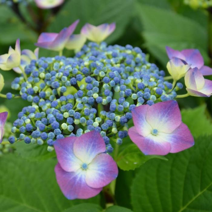 Hydrangea macr. 'Kardinal' plant