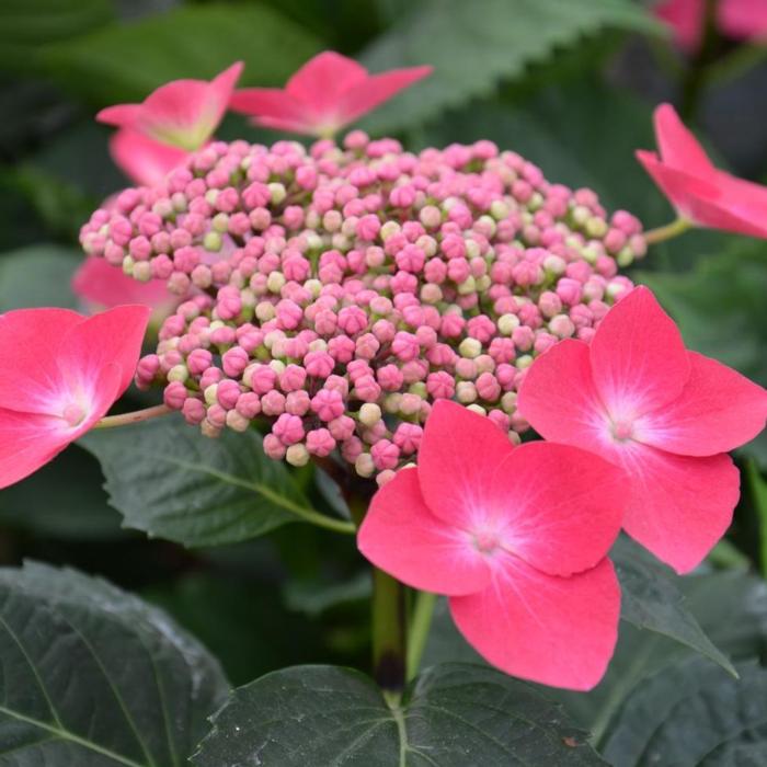 Hydrangea macr. 'Kardinal' plant