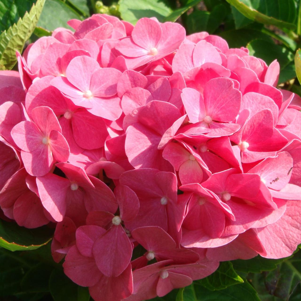 Hydrangea macr. 'King George V' plant