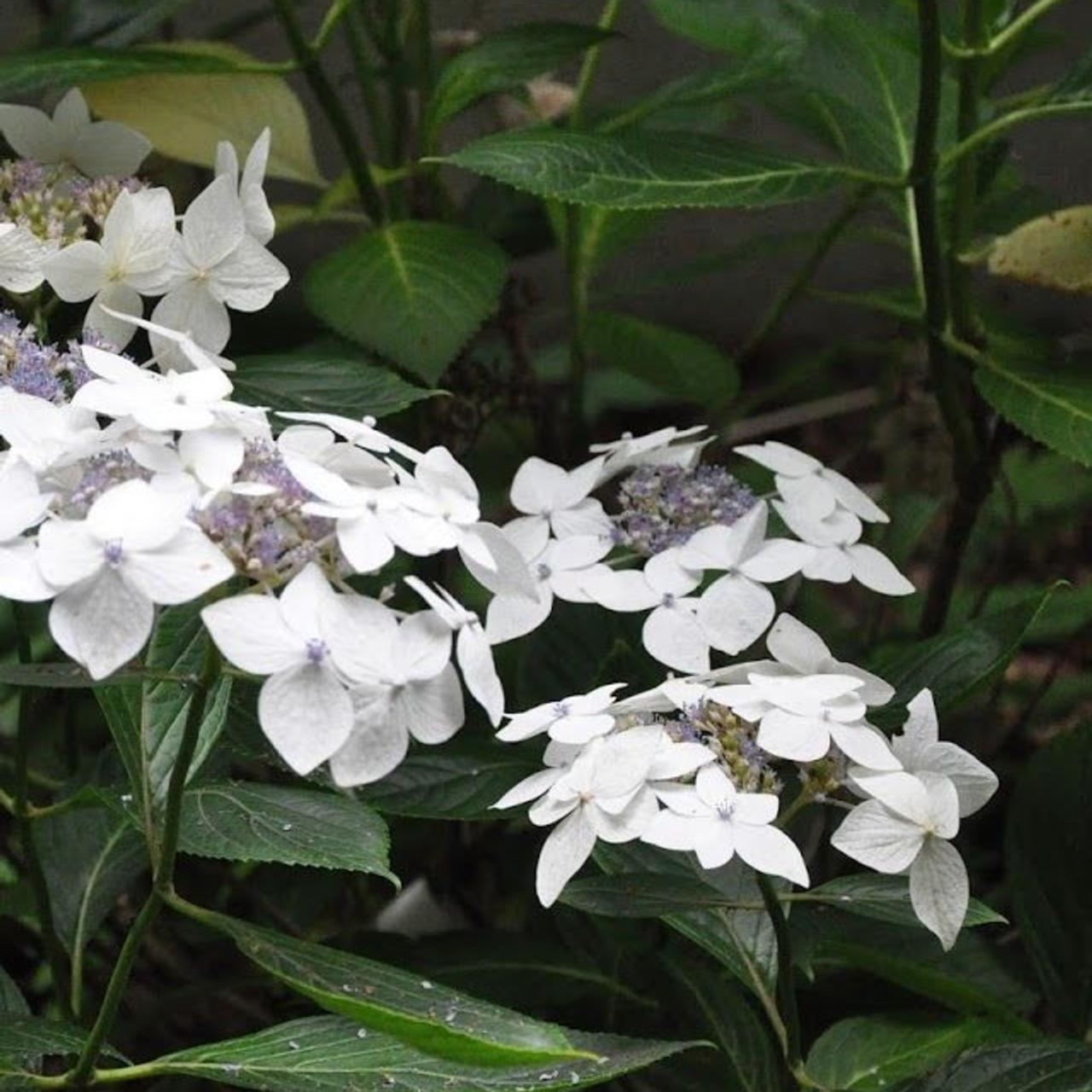 Hydrangea macr. 'Lanarth White' plant
