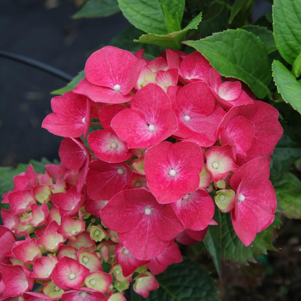 Hydrangea macr. 'Leuchtfeuer' plant