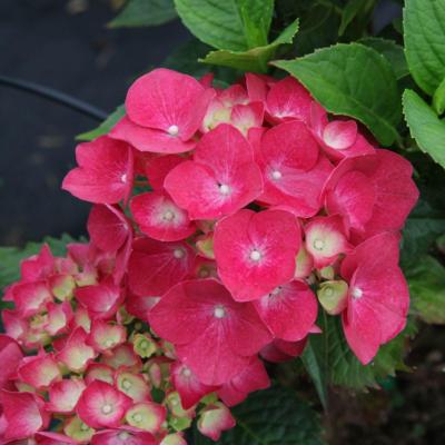 hydrangea-macr-leuchtfeuer