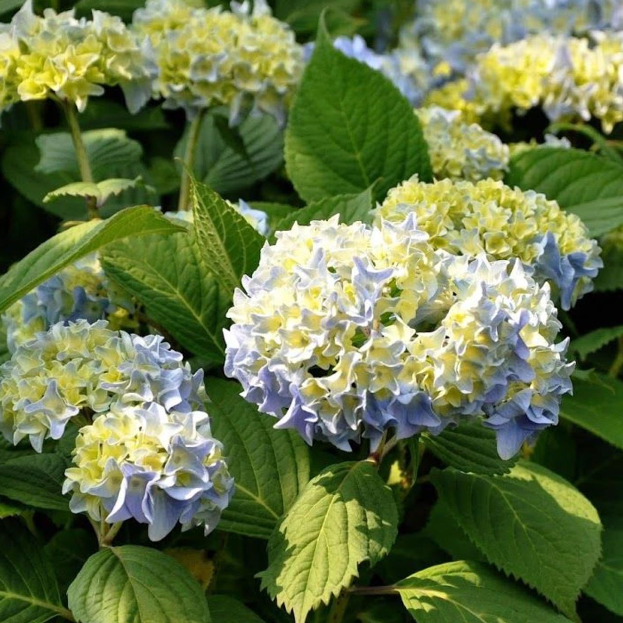 Hydrangea macr. 'Nikko Blue' plant