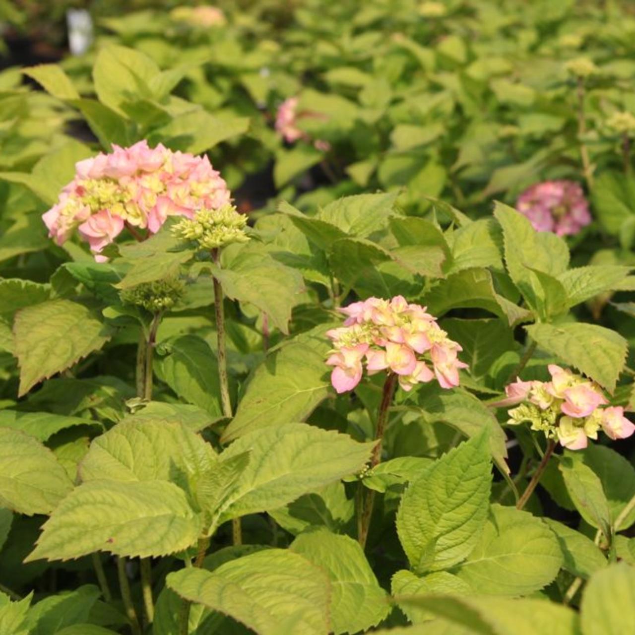 Hydrangea macr. 'Rosita' plant