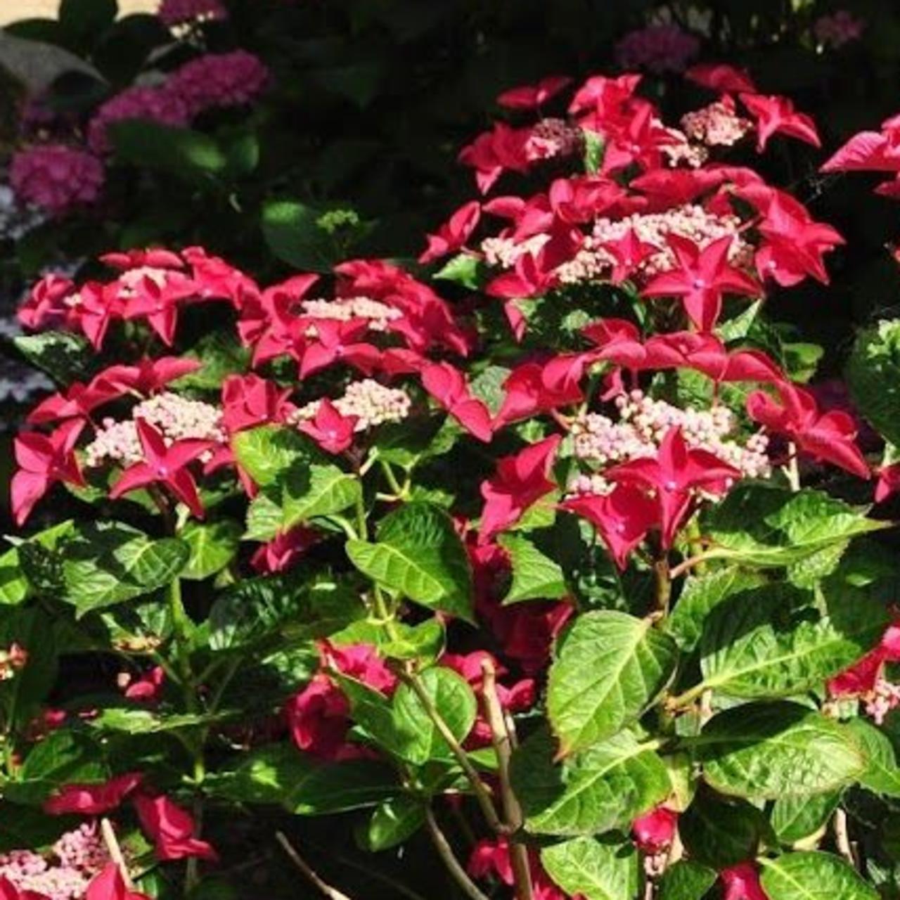 Hydrangea macr. 'Rotschwanz' plant