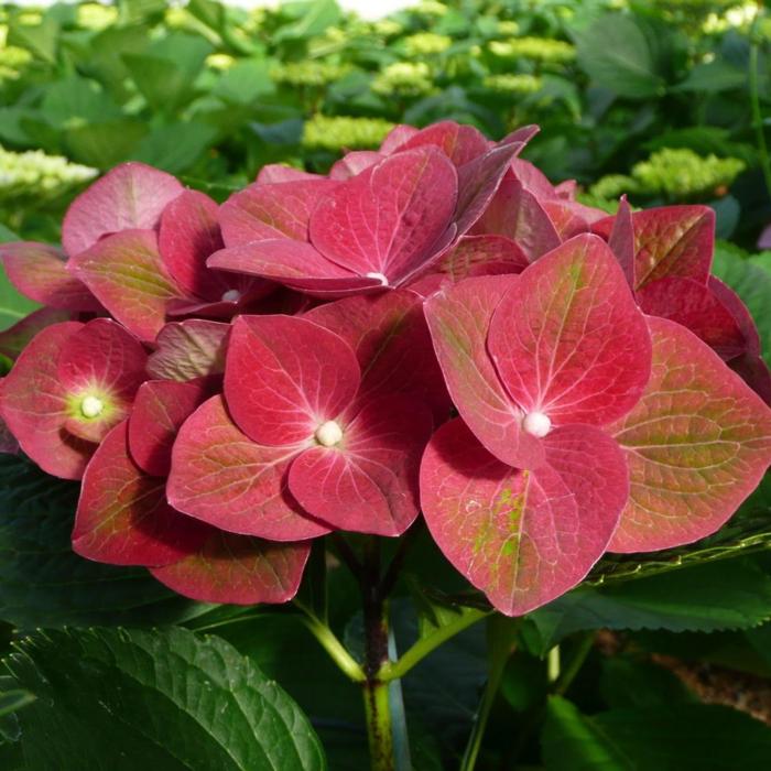 Hydrangea macrophylla 'AB Green Shadow' plant