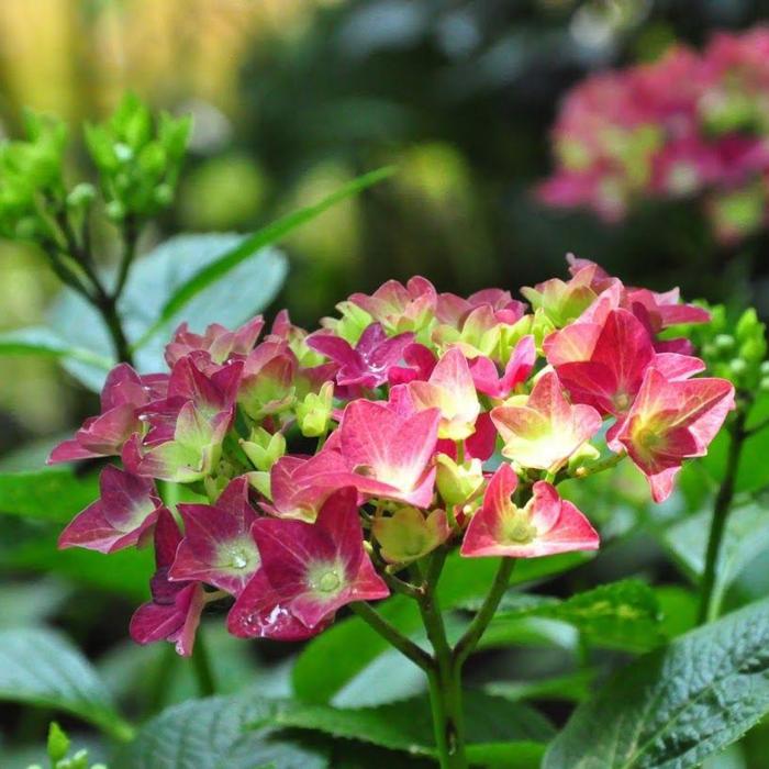 Hydrangea macrophylla 'AB Green Shadow' plant