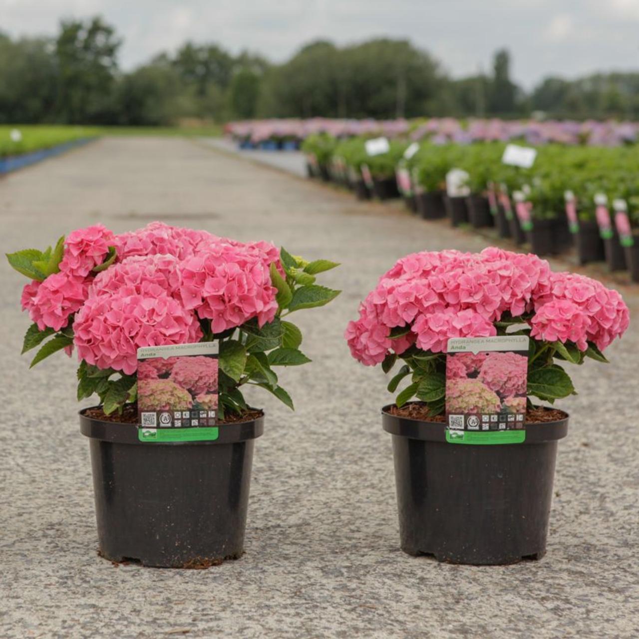 Hydrangea macrophylla 'Anda' plant