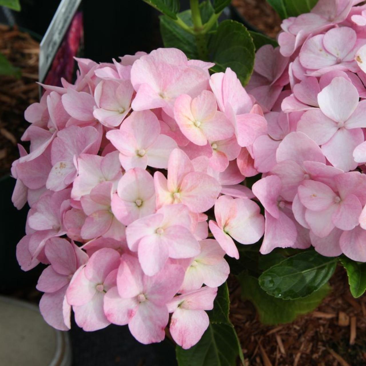 Hydrangea macrophylla 'Belle Seduction' plant