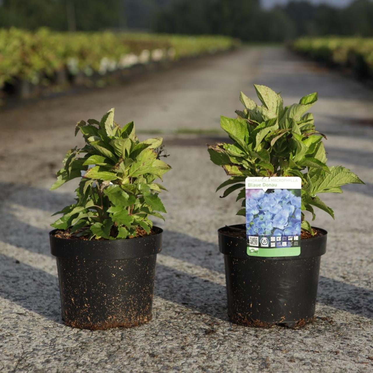 Hydrangea macrophylla 'Blue Danube' plant