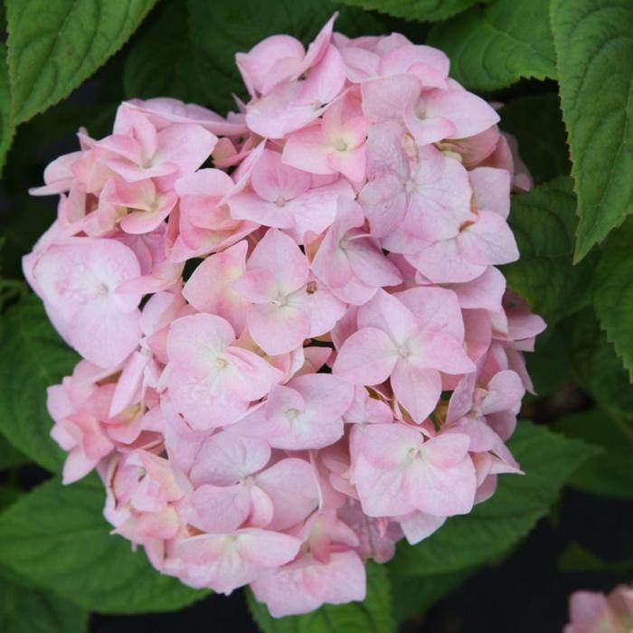 Hydrangea macrophylla 'Bouquet Rose' plant