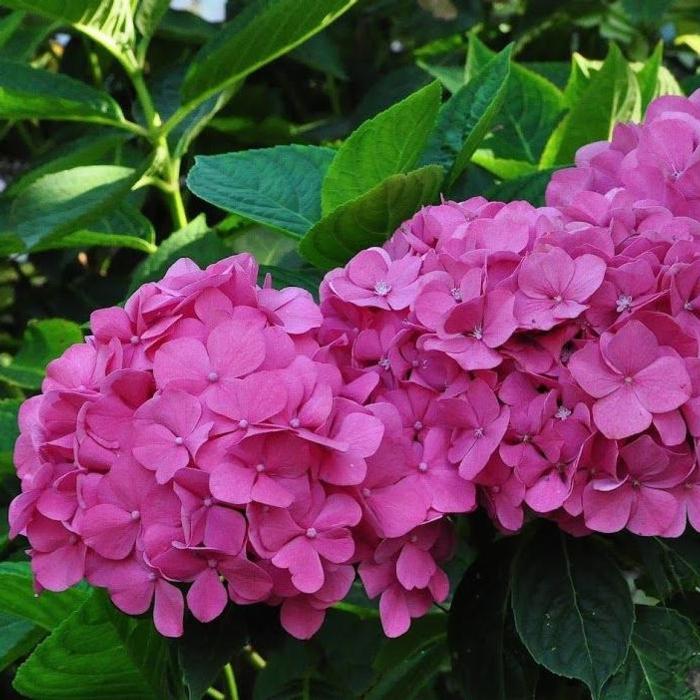 Hydrangea macrophylla 'Bouquet Rose' plant