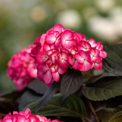 hydrangea-macrophylla-eclipse