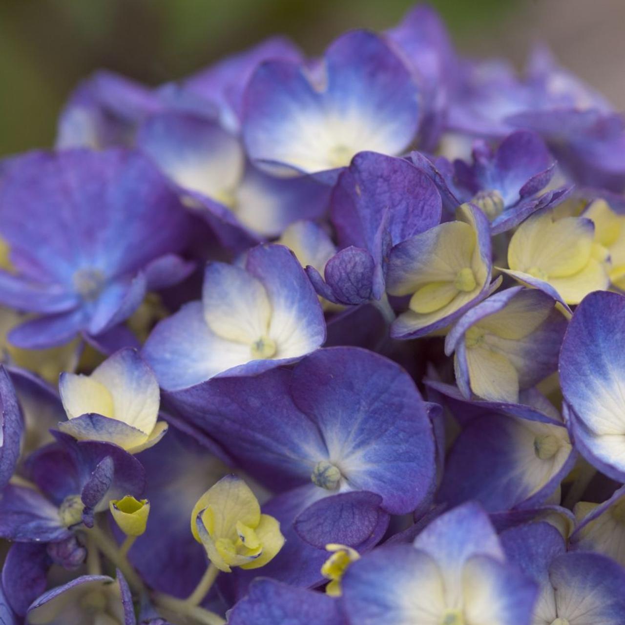 Hydrangea macrophylla 'Endless Summer Bloomstar' plant