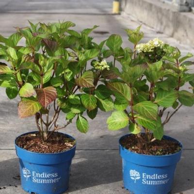 hydrangea-macrophylla-endless-summer-dreamcloud