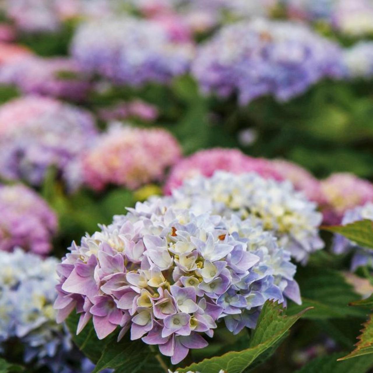 Hydrangea macrophylla 'Endless Summer Original' plant